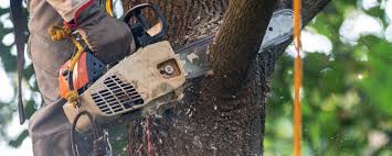 Rice Lake, WI Tree Services Company