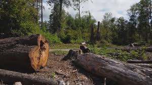  Rice Lake, WI Tree Services Pros