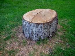 Best Tree Disease Treatment  in Rice Lake, WI