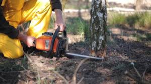 Best Tree Cabling and Bracing  in Rice Lake, WI