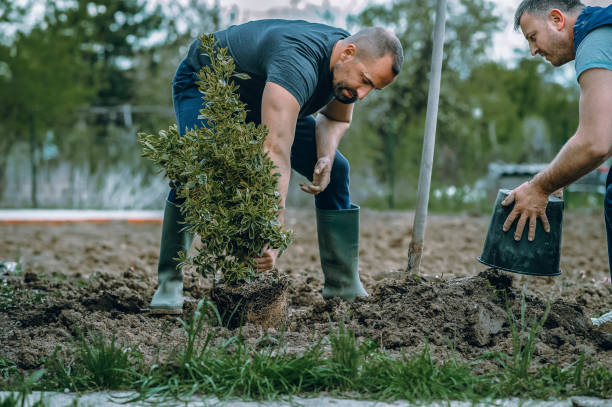 Best Tree Trimming and Pruning  in Rice Lake, WI