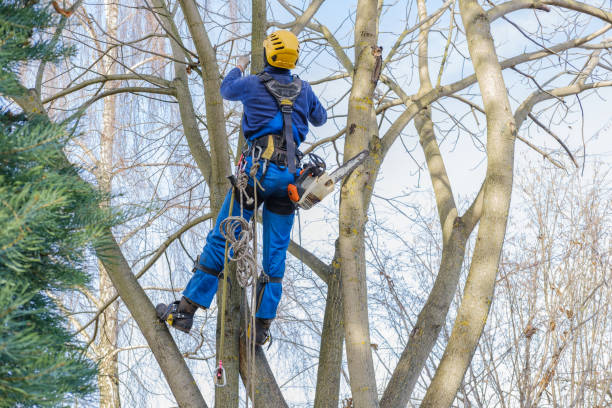 Best Hazardous Tree Removal  in Rice Lake, WI