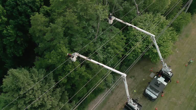 Best Commercial Tree Services  in Rice Lake, WI