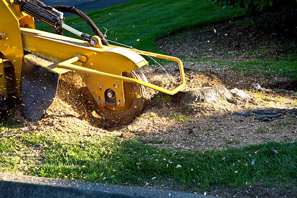 Best Landscape Design and Installation  in Rice Lake, WI
