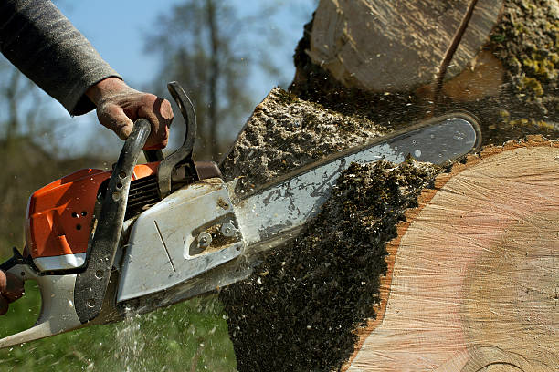 Best Tree Preservation Services  in Rice Lake, WI